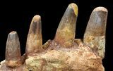 Spinosaurus Jaw Section - Four Composite Teeth #39292-1